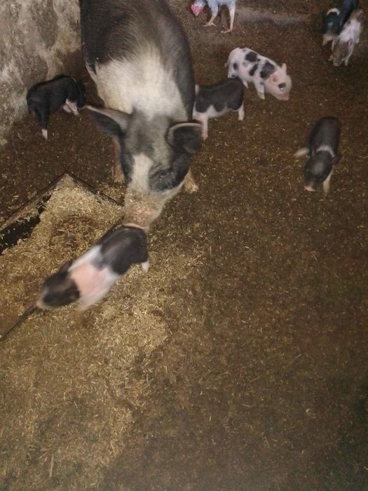 Продам вьетнамцев.