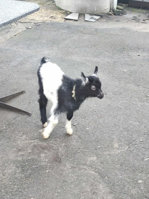 Продам або обміняю на козлика, 1,5 безрогу козочку
