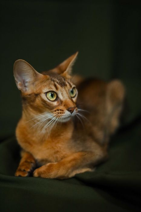 Кошенята шоу класу