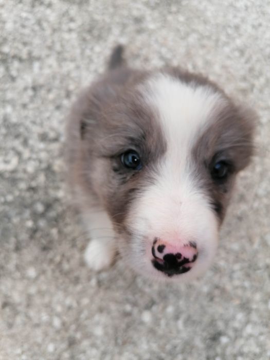 Fêmea Border Collie LOP/RI