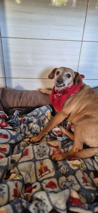 Piesek Około 10 lat