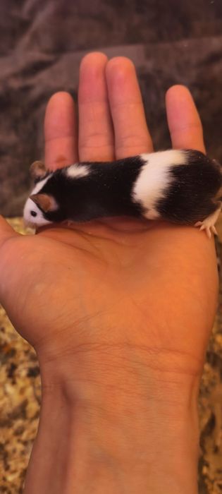 Myszki samca zdrowie młode osobniki