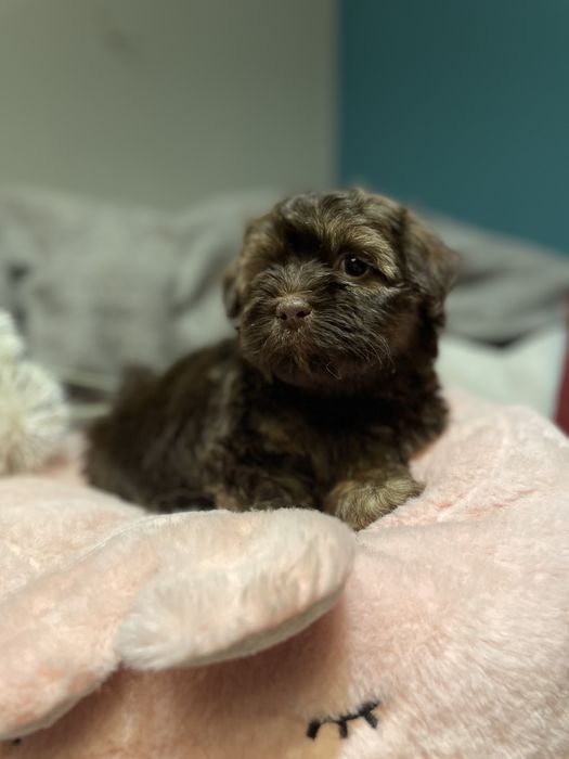 Aria- słodka dziewczynka