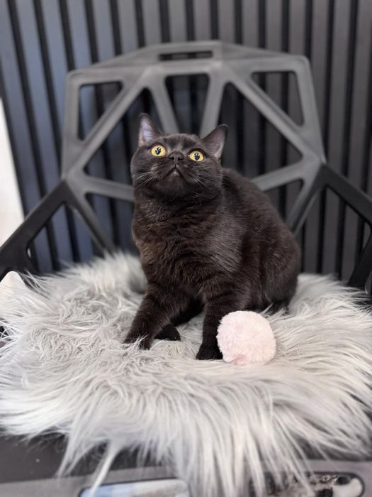 Kocięta Szkockie. 9msc. Kotka czekoladowa. Rodowód