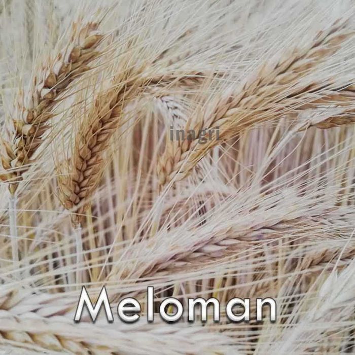 Pszenżyto ozime meloman