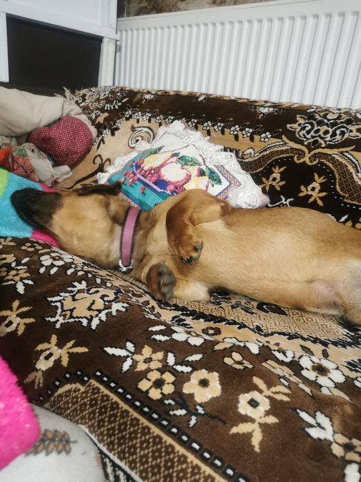 Такса хлопчик шукає дівчинку для в'язки