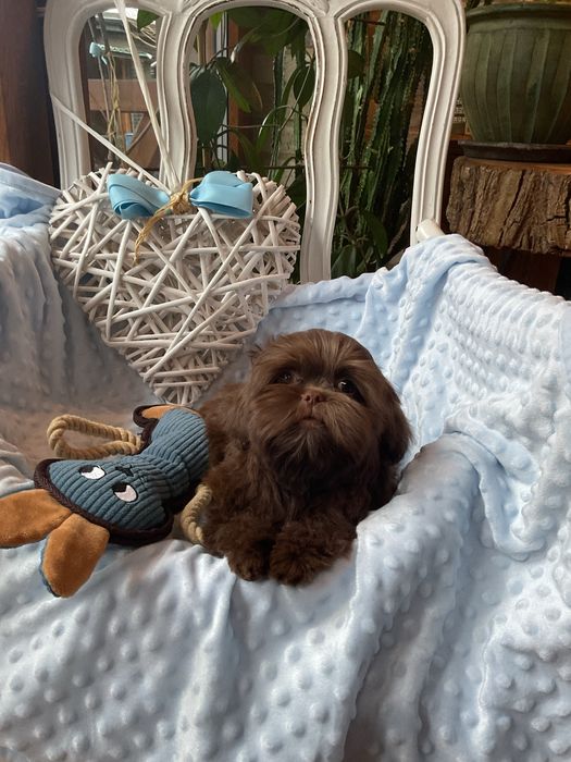 Shih-tzu Salonowy Piesek