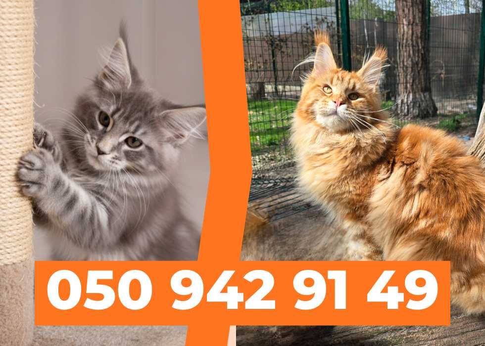 Ексклюзивні кошенята породи Мейн-кун. Купити!