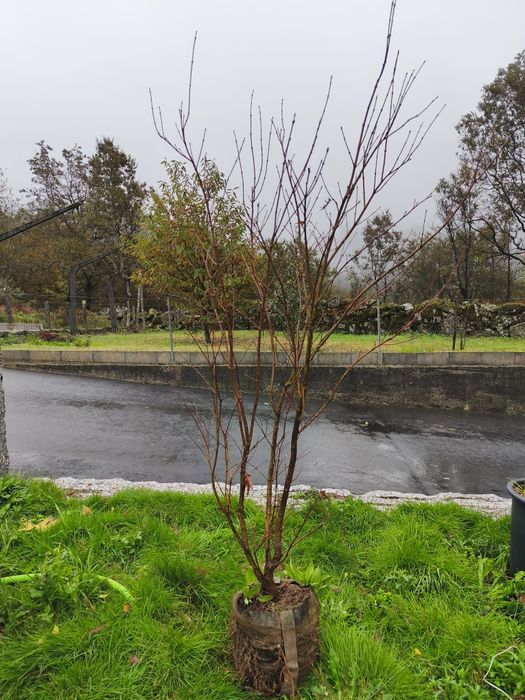 Acer Palmatum 150 cms