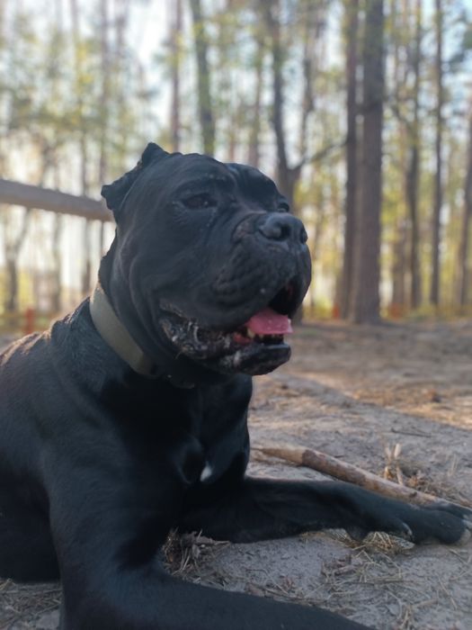 Вязка/ случка собак.