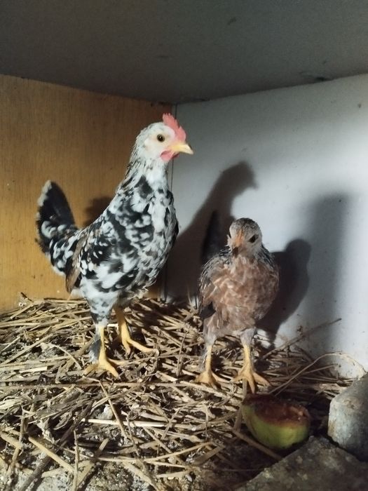 Liliputy  para kurczęta