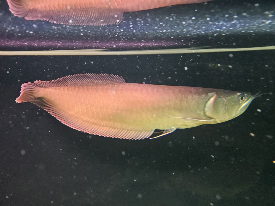 Ryba Arowana 45cm