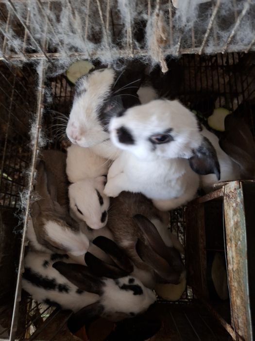 Coelhos pequenos