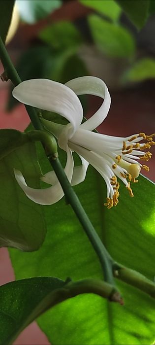 Продам власновкорінені живці плодоносного лимонного дерева