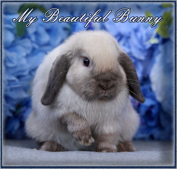 Piękny Młody Królik Mini Lop - Seal Point