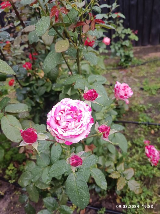 Розы букеты на праздник