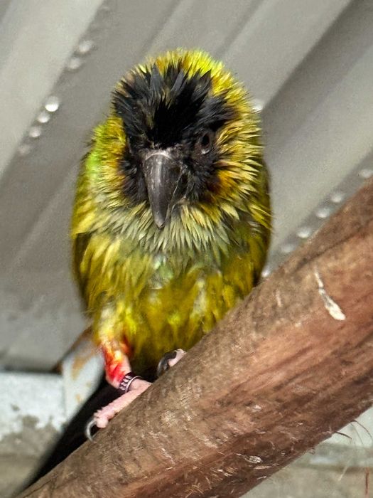 Aratinga Nanday Cabeça Preta Macho