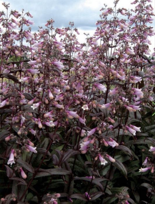 Penstemon duża zdrowa sadzonka moja nadwyżka roślina