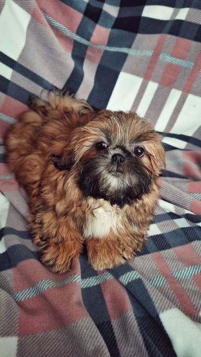 Щенки ши-тцу Харьков