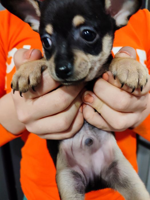 Той тер'єр собаки