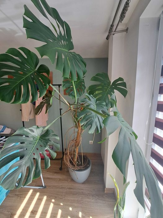 Monstera kwiat doniczka