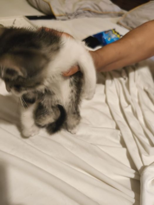 Gatinha para doação tem 2 meses e 1 semana
