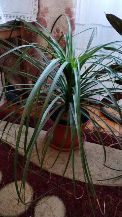Nolina noga słonia piękna duża