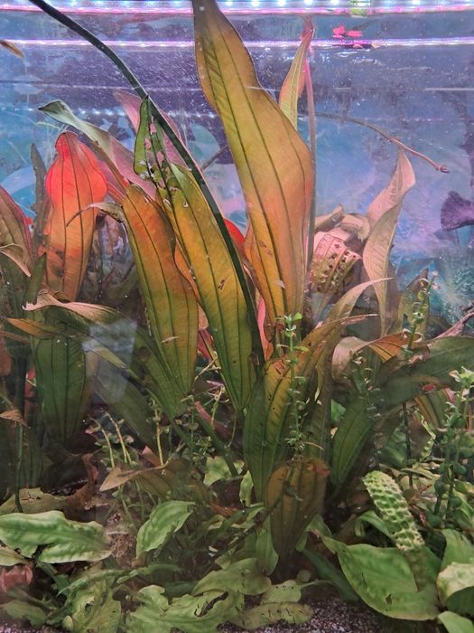 Roślinki,  rybki, krewetki