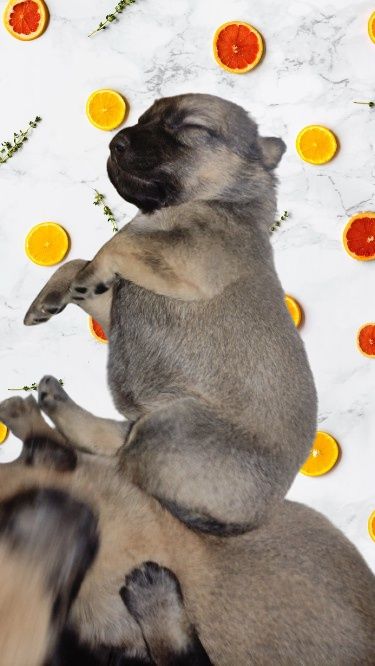 Щенки ищут дом бесплатно