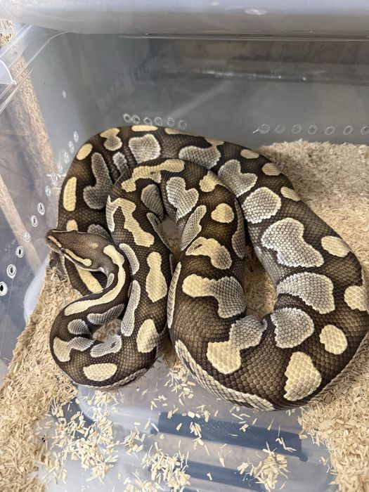 Wąż, węże samica