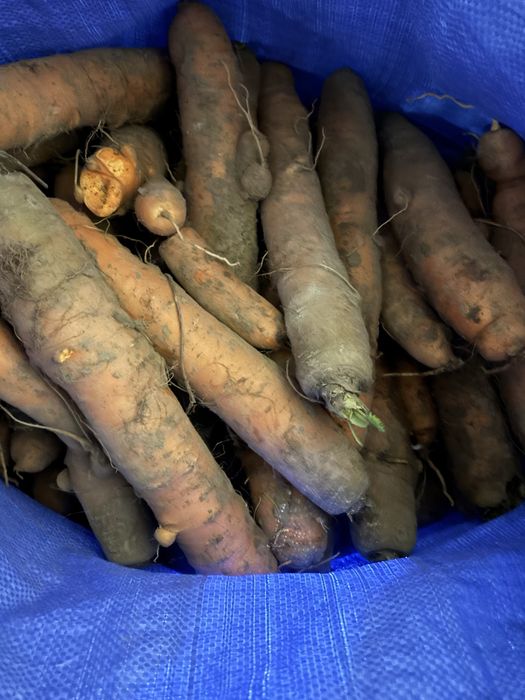 Marchewka duza  dla zwierzad