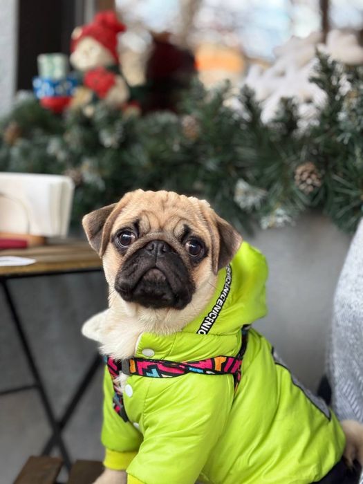 Цкценятко мопсика