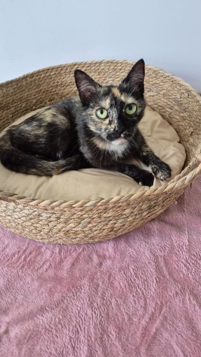 Urokliwa kicia do pokochania