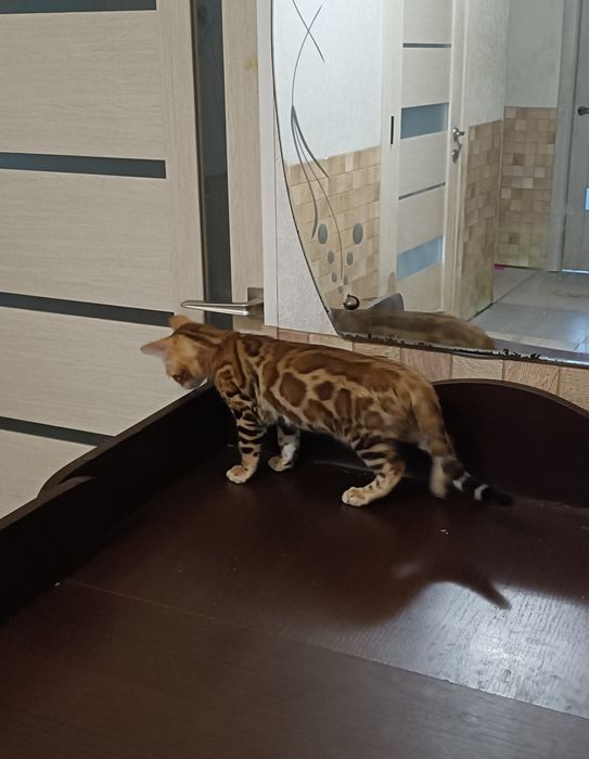 Маленька бенгальська принцеса