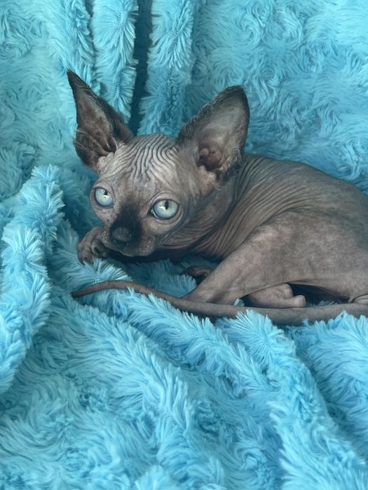 Принцеска сфінкс