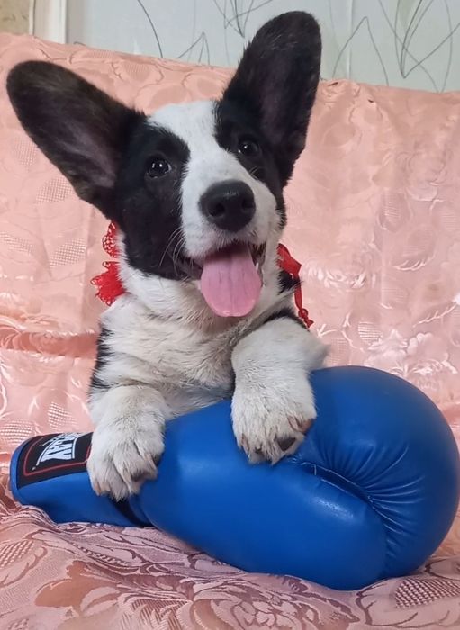 Чудова   дівчинкв  коргі  !