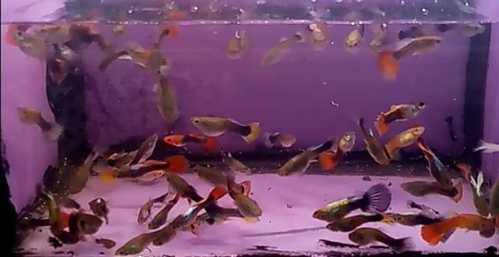 Gupik  mix różne kolory