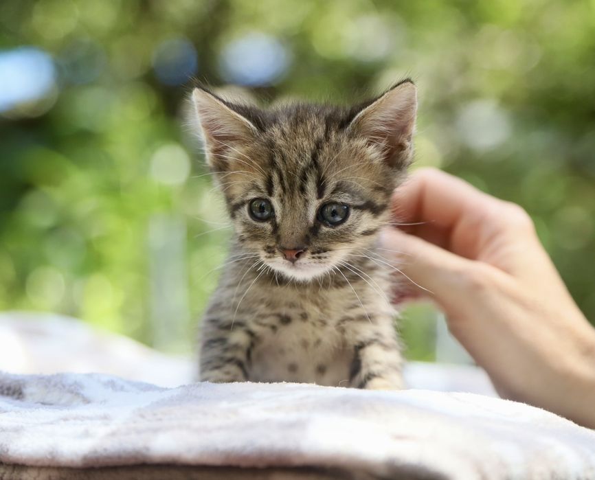 Зовсім крихітні кошенята шукають родини