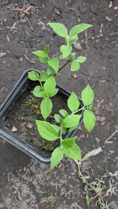 Жасмин махровий Юстина