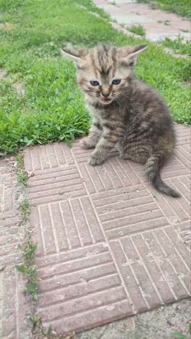Віддам кошенят Васильків