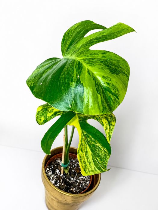 Minstera aurea mint