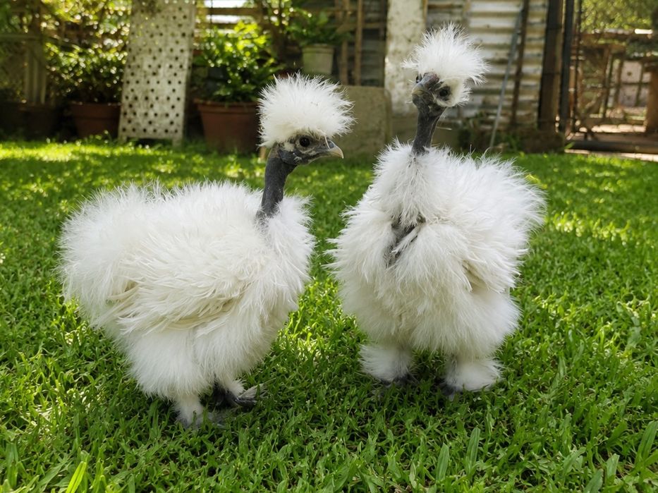 Casal de Sedosas Showgirl Frisadas 2026