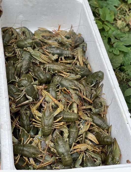 Рак опт продажа