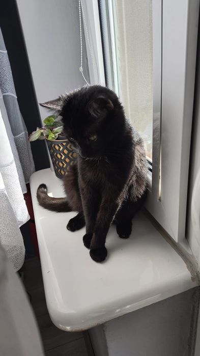 Młoda czarna koteczka