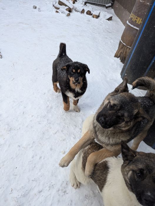 Німецька вівчарка! Продам