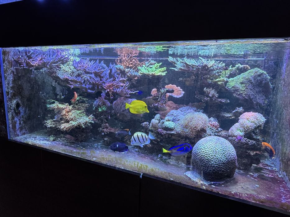 Akwarium morskie szczepki sps