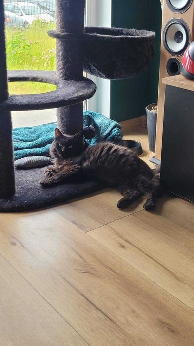 Długowłosy czarny kocurek - Czarny Miś do adopcji.