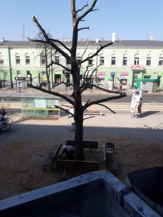 Frezowanie pni wycinka drzew