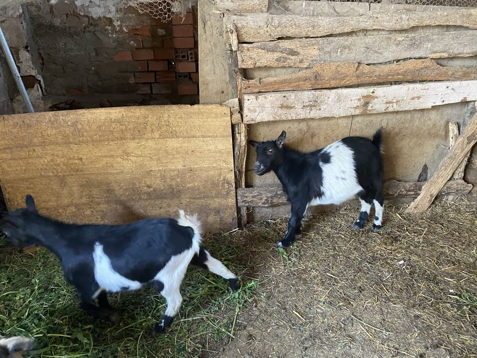 2 cabras anãs para venda