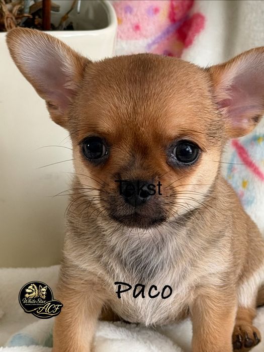 Chihuahua śliczny piesek